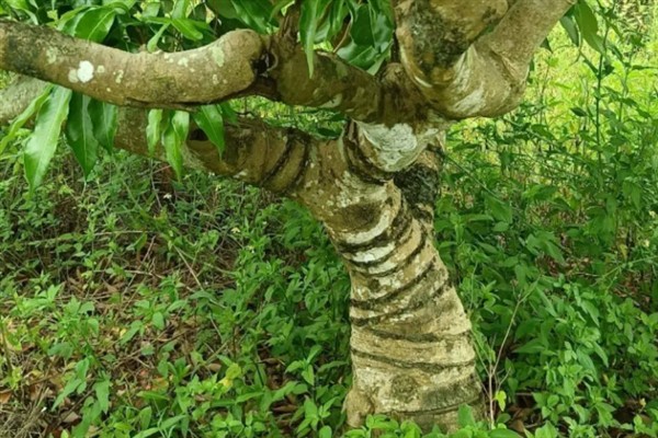 妃子笑荔枝怎么管理，适时喷施瓜果壮蒂灵可提高坐果率