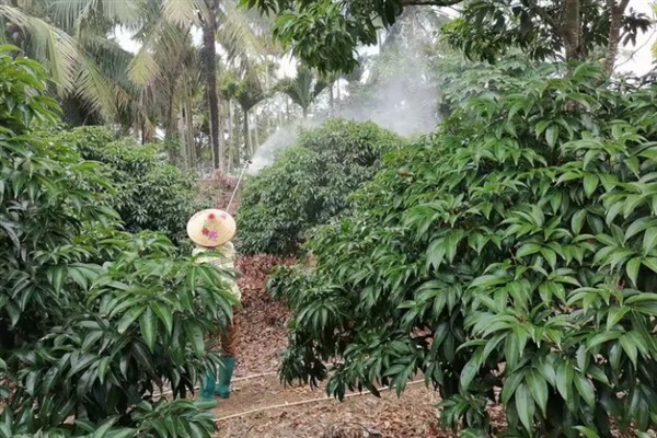 妃子笑荔枝怎么管理，适时喷施瓜果壮蒂灵可提高坐果率