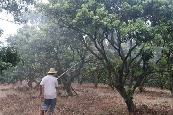 妃子笑荔枝怎么管理，适时喷施瓜果壮蒂灵可提高坐果率