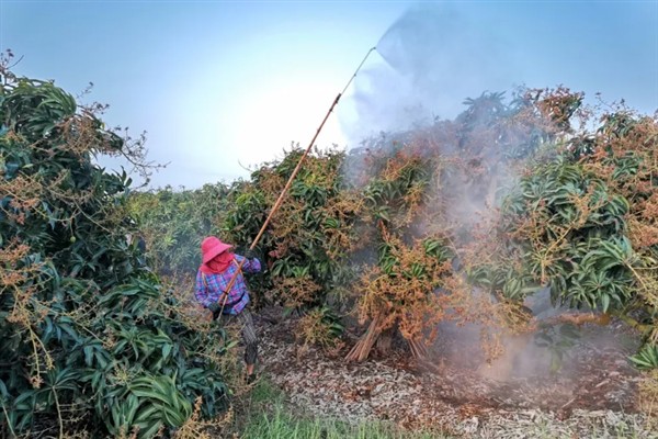 妃子笑荔枝怎么管理，适时喷施瓜果壮蒂灵可提高坐果率