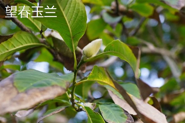 望春玉兰果实的类型，属于一种观赏性果实