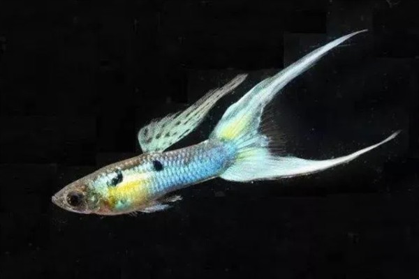 剑尾孔雀鱼好不好养，饲养难度较小