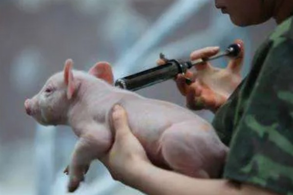 怎么预防猪口蹄疫，发病前要注射疫苗