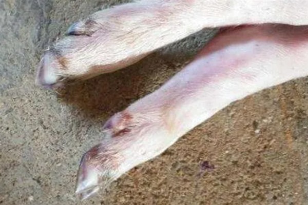 怎么预防猪口蹄疫，发病前要注射疫苗