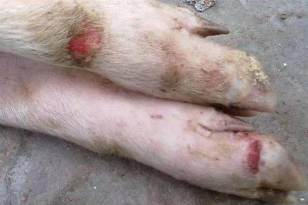 怎么预防猪口蹄疫，发病前要注射疫苗