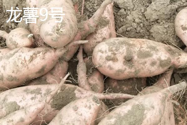 地瓜的产地，主要兴起于我国北方