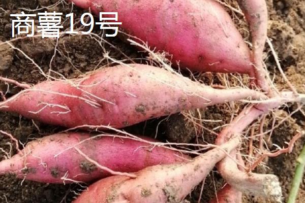 地瓜的产地，主要兴起于我国北方