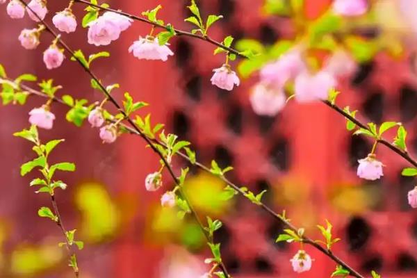 榆叶梅能不能嫁接，可以采取劈接法和腹接法