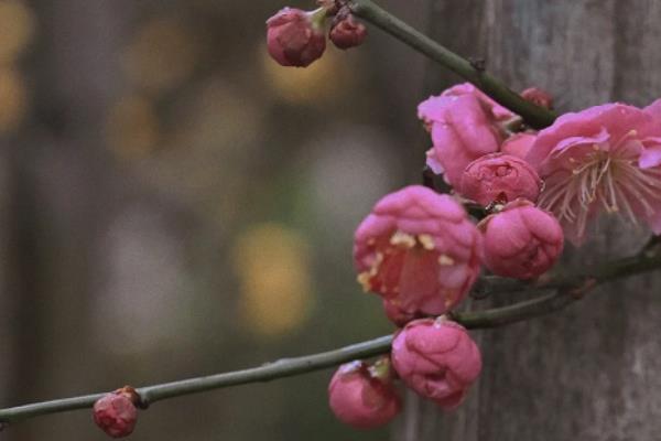 榆叶梅能不能嫁接，可以采取劈接法和腹接法