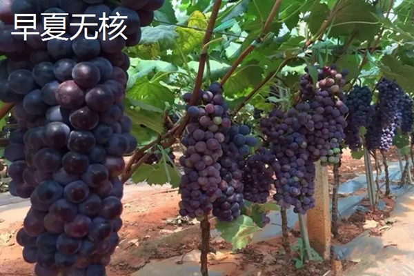 葡萄的品种，常见的有晨香、蜜光等