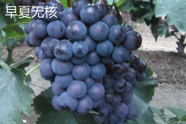 葡萄的品种，常见的有晨香、蜜光等
