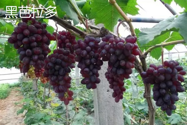 葡萄的品种，常见的有晨香、蜜光等