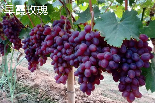 葡萄的品种，常见的有晨香、蜜光等