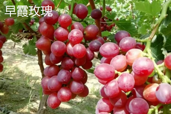 葡萄的品种，常见的有晨香、蜜光等