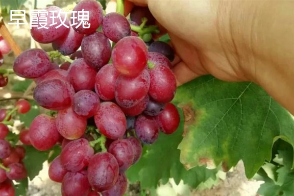 葡萄的品种，常见的有晨香、蜜光等