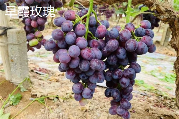 葡萄的品种，常见的有晨香、蜜光等