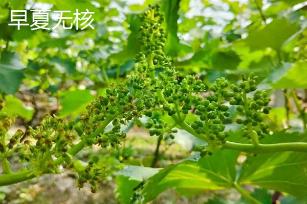葡萄的品种，常见的有晨香、蜜光等