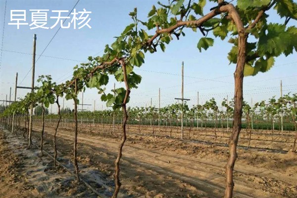 葡萄的品种，常见的有晨香、蜜光等