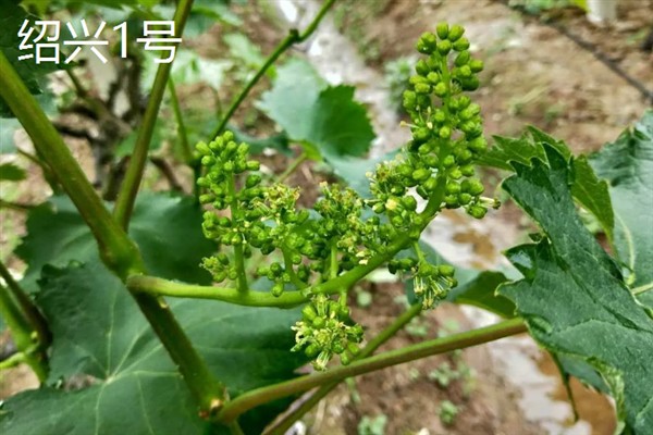 葡萄的品种，常见的有晨香、蜜光等
