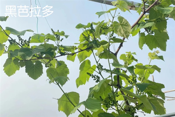 葡萄的品种，常见的有晨香、蜜光等