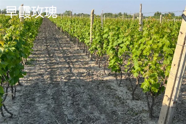 葡萄的品种，常见的有晨香、蜜光等