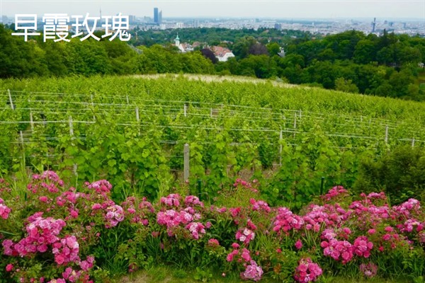 葡萄的品种，常见的有晨香、蜜光等