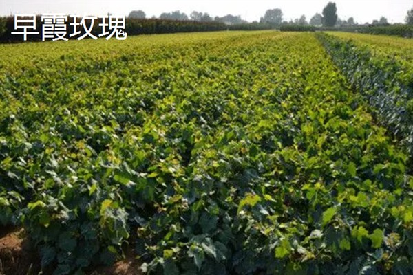 葡萄的品种，常见的有晨香、蜜光等