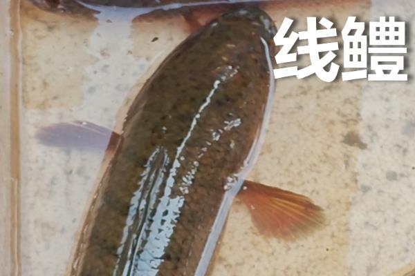 线鳢和黑鱼是一样的吗，二者不是同一种鱼