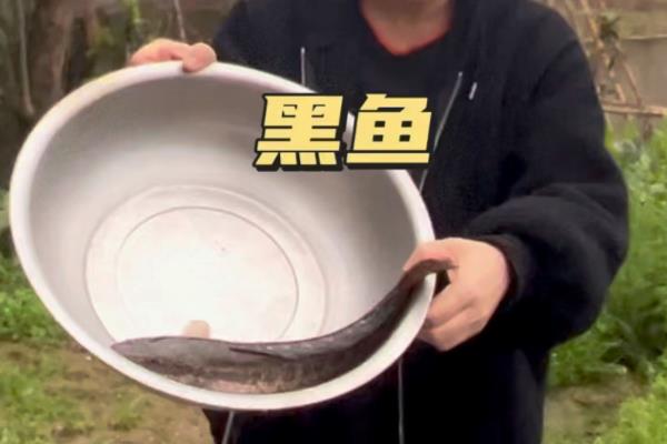 线鳢和黑鱼是一样的吗，二者不是同一种鱼