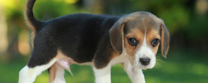 比格犬的智商排名，智商排名第72位