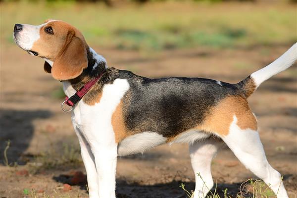 比格犬的智商排名，智商排名第72位