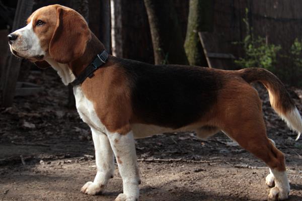 比格犬的智商排名，智商排名第72位