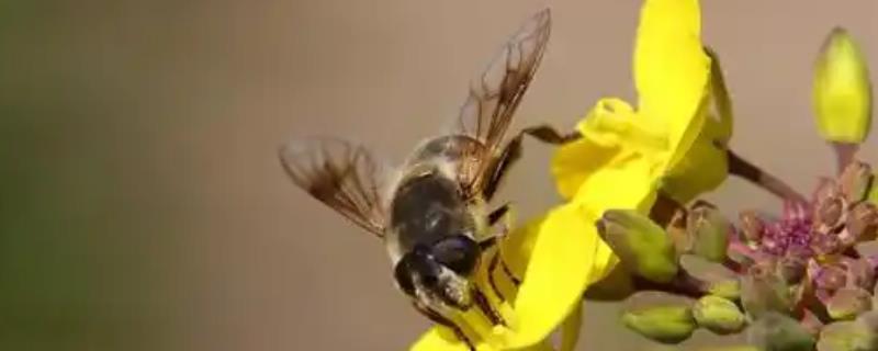 中蜂王的品种，分为黑色种、黄色种和麻色种等