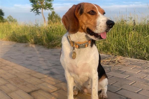 比格犬的智商排名，智商排名第72位