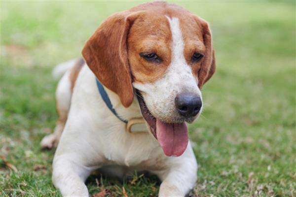 比格犬的智商排名，智商排名第72位