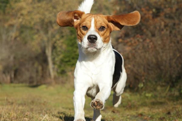 比格犬的智商排名，智商排名第72位