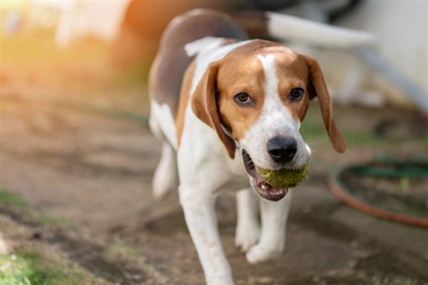 比格犬的智商排名，智商排名第72位