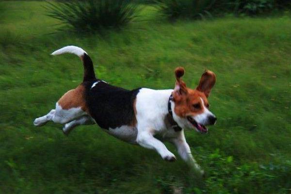 比格犬的智商排名，智商排名第72位