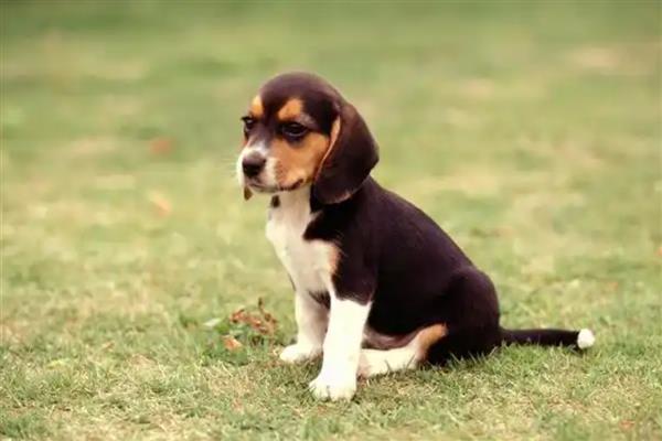 比格犬的智商排名，智商排名第72位