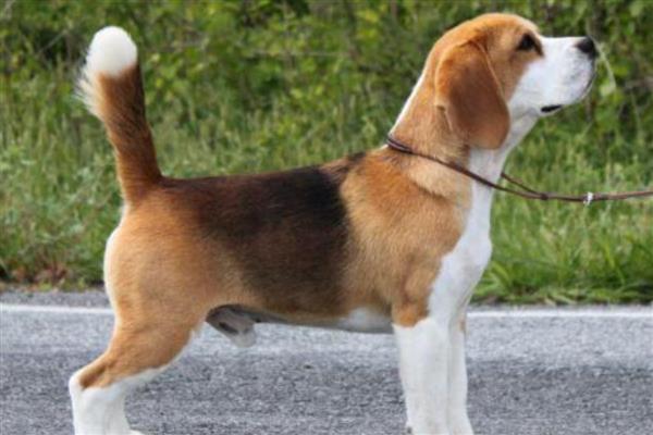 比格犬的智商排名，智商排名第72位