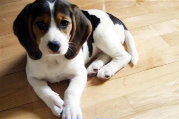 比格犬的智商排名，智商排名第72位