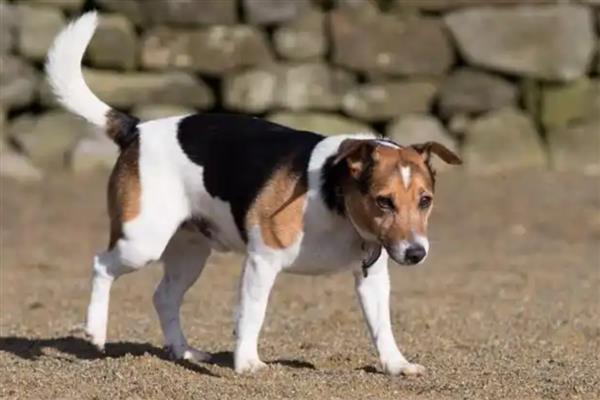 比格犬的智商排名，智商排名第72位