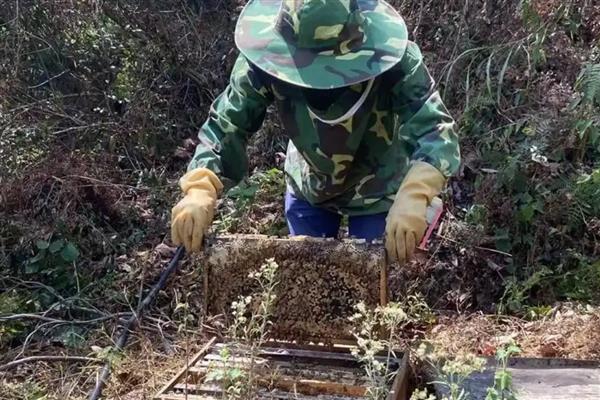 中蜂王的品种，分为黑色种、黄色种和麻色种等