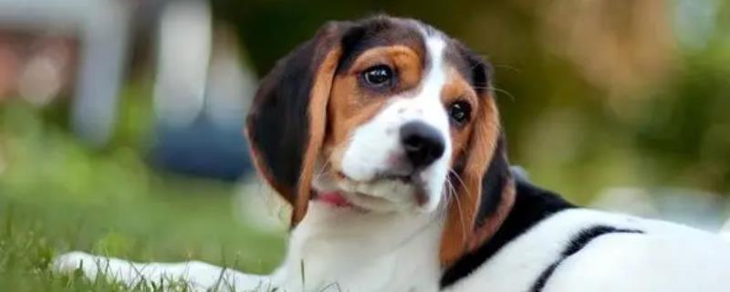 犬猫急性胃炎怎么治疗，酌情使用阿朴吗啡、硫酸铜等药物