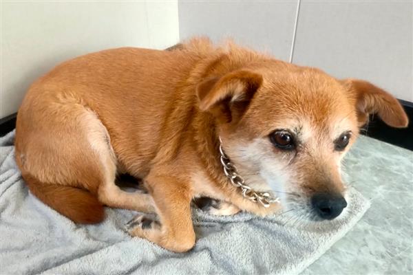 犬猫急性胃炎怎么治疗，酌情使用阿朴吗啡、硫酸铜等药物