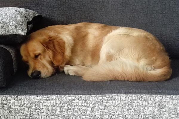 犬猫急性胃炎怎么治疗，酌情使用阿朴吗啡、硫酸铜等药物