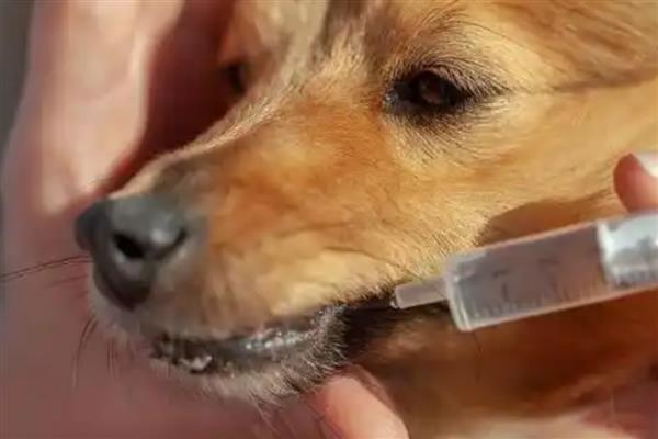 犬猫急性胃炎怎么治疗，酌情使用阿朴吗啡、硫酸铜等药物