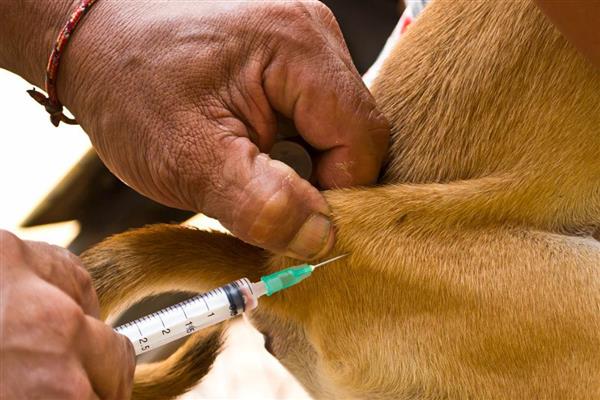 犬猫急性胃炎怎么治疗，酌情使用阿朴吗啡、硫酸铜等药物