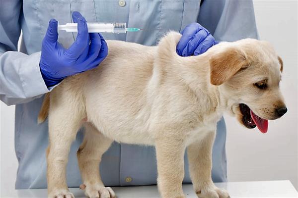 犬猫急性胃炎怎么治疗，酌情使用阿朴吗啡、硫酸铜等药物
