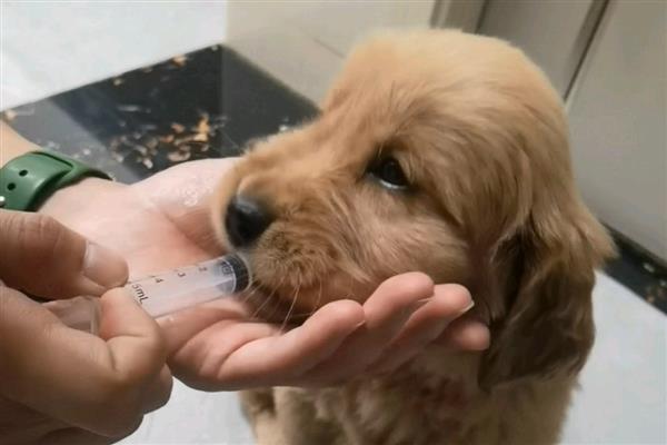 犬猫急性胃炎怎么治疗，酌情使用阿朴吗啡、硫酸铜等药物